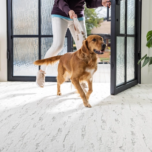 dog running across a carpeted floor