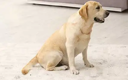 area-rug-dirt Dog on Carpet | Niemann's American Flooring